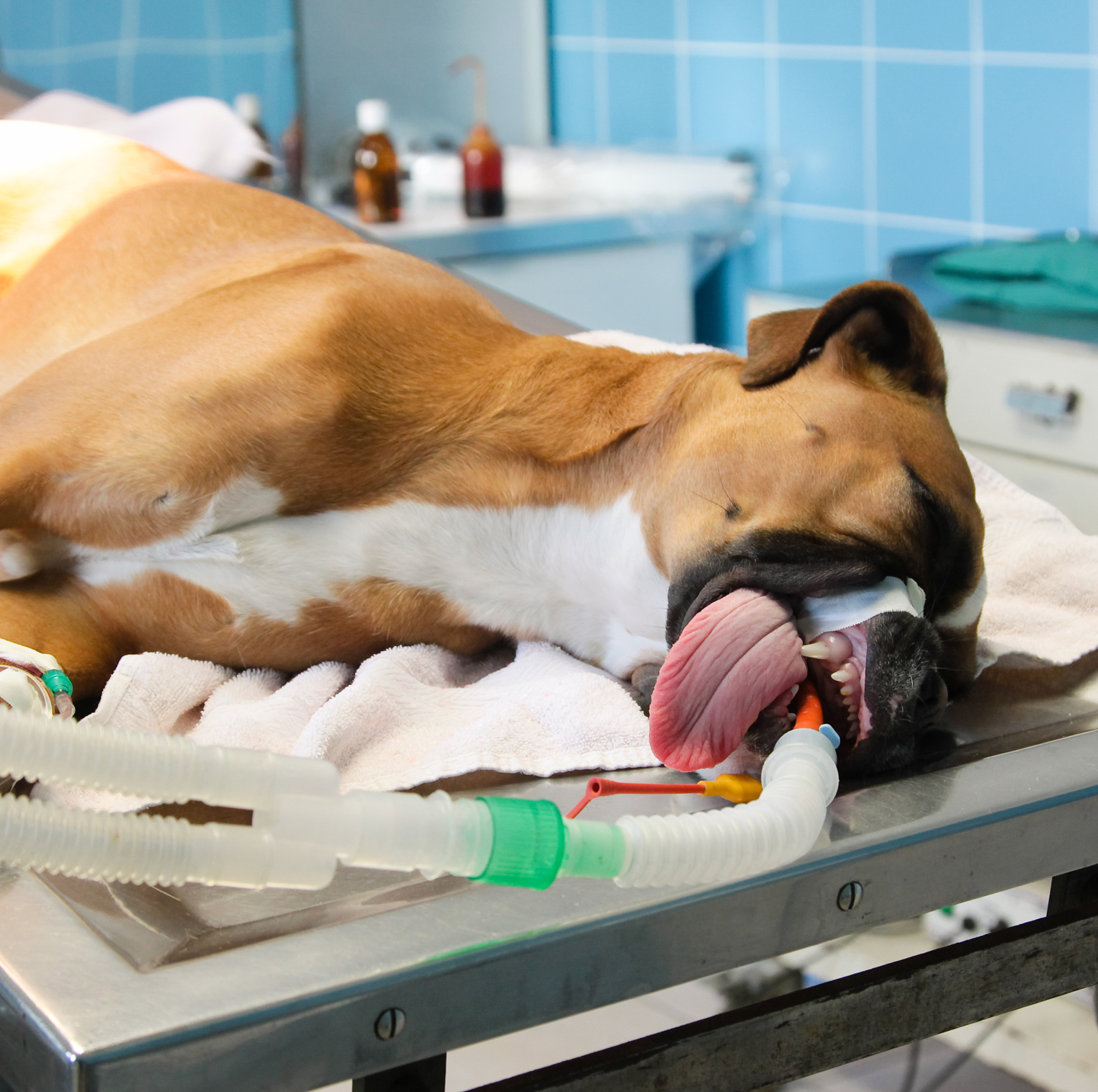 собака после операции фото