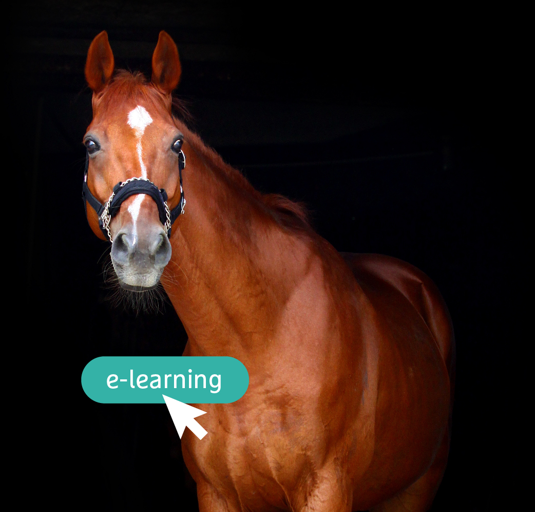 image-E-learning-équin-:-Bit-fitting-et-Bridle-fitting