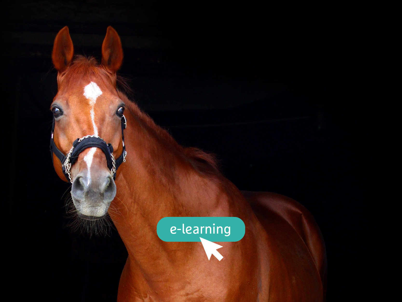 image-E-learning-équin-:-Bit-fitting-et-Bridle-fitting